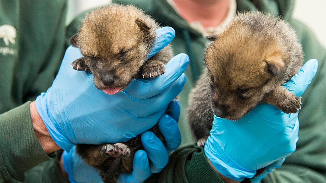 Brookfield Zoo Wolf Released Into Wild Found Healthy In New Mexico ...